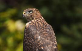 August 2025 Photo Contest Winner - Laurie Kauer