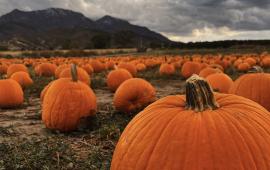 October 2025 Photo Contest Winner - Amber Child