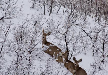 March 2025 Photo Contest Winner - Cayden Olson