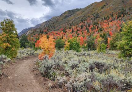 Prospector View Trail