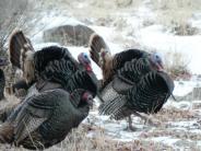 Wild Turkeys at Trail