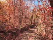 Trail 5