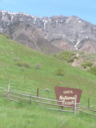 National Forest