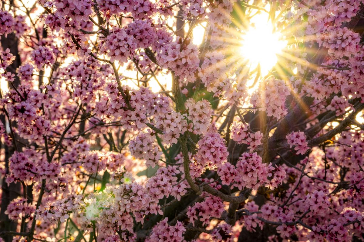 April 2025 Photo Contest Winner - Henrik Patterson
