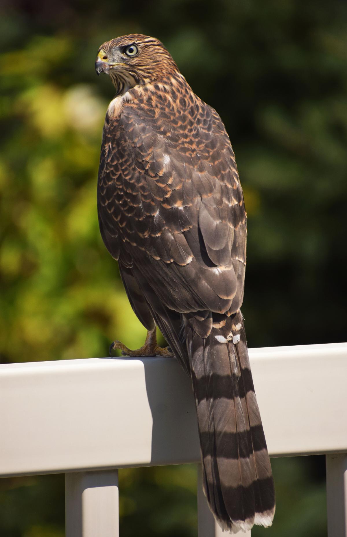 August 2025 Photo Contest Winner - Laurie Kauer