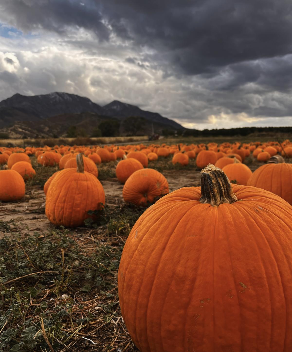 October 2025 Photo Contest Winner - Amber Child