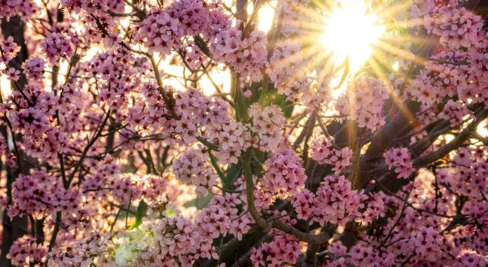 April 2025 Photo Contest Winner - Henrik Patterson