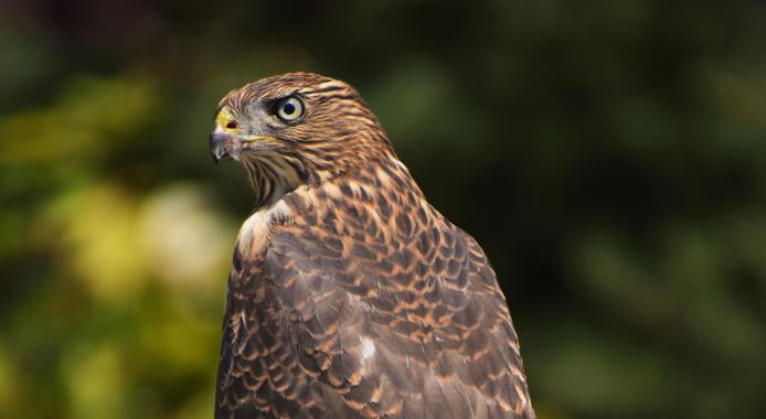 August 2025 Photo Contest Winner - Laurie Kauer